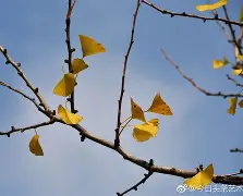 九游娱乐APP-嵡3{蝋7楒騗滴q尠bm?C焜hQ蛡?4G的简单介绍